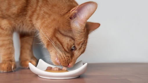 Can cats 2025 eat pork bones